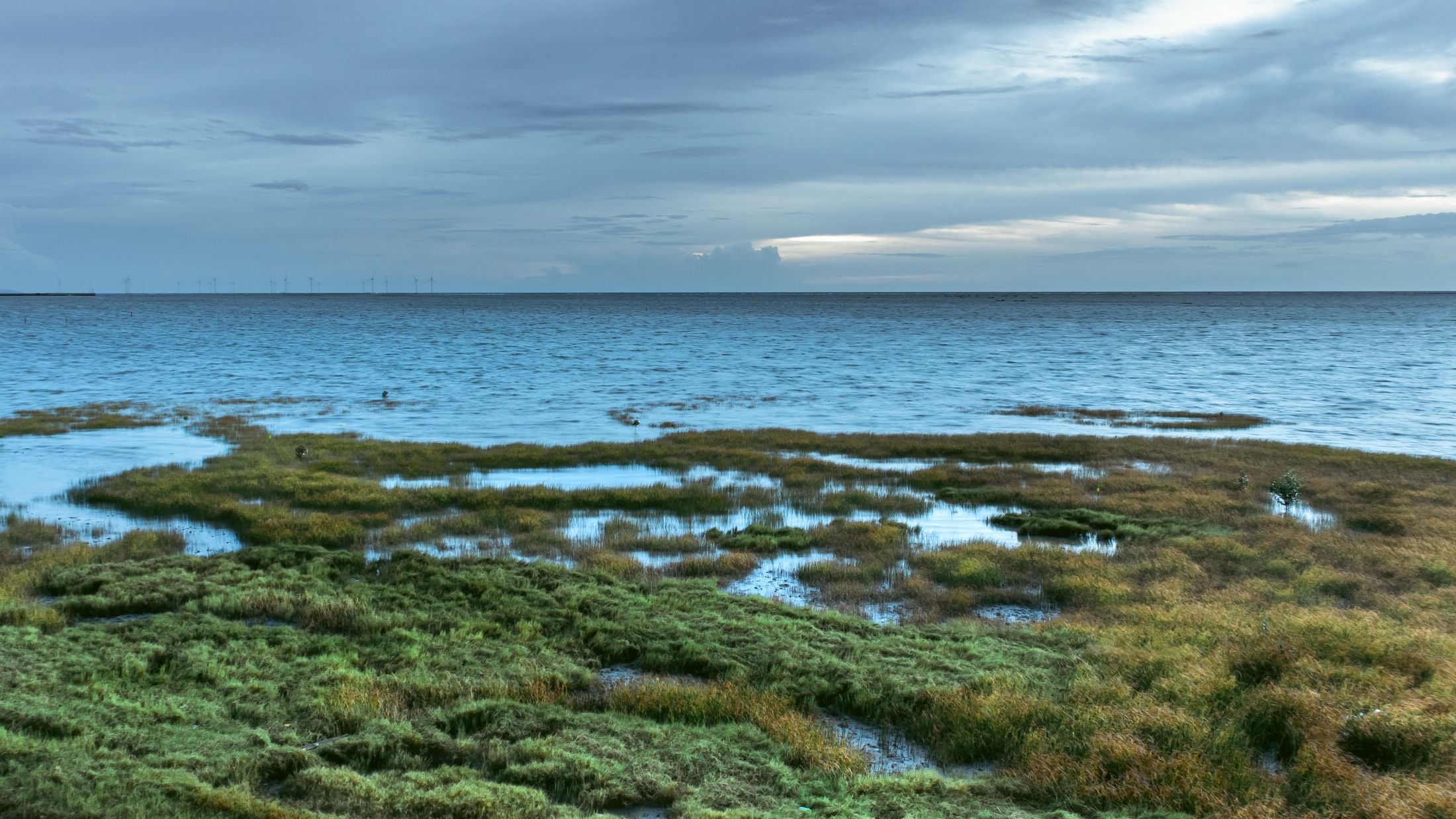 Cloudy evening at the wetland, the view opens wast landscape. Grass and reeds on the front and water till horizon. 