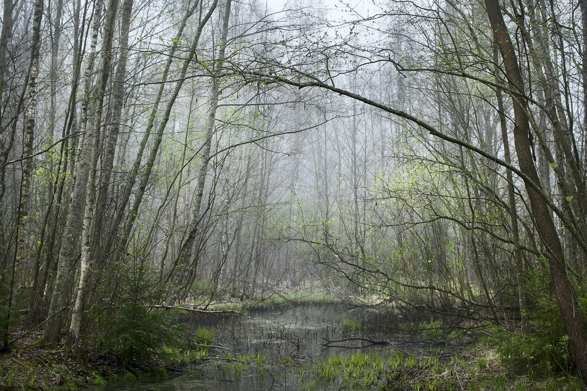 Metsäinen maisema, jossa sumua.