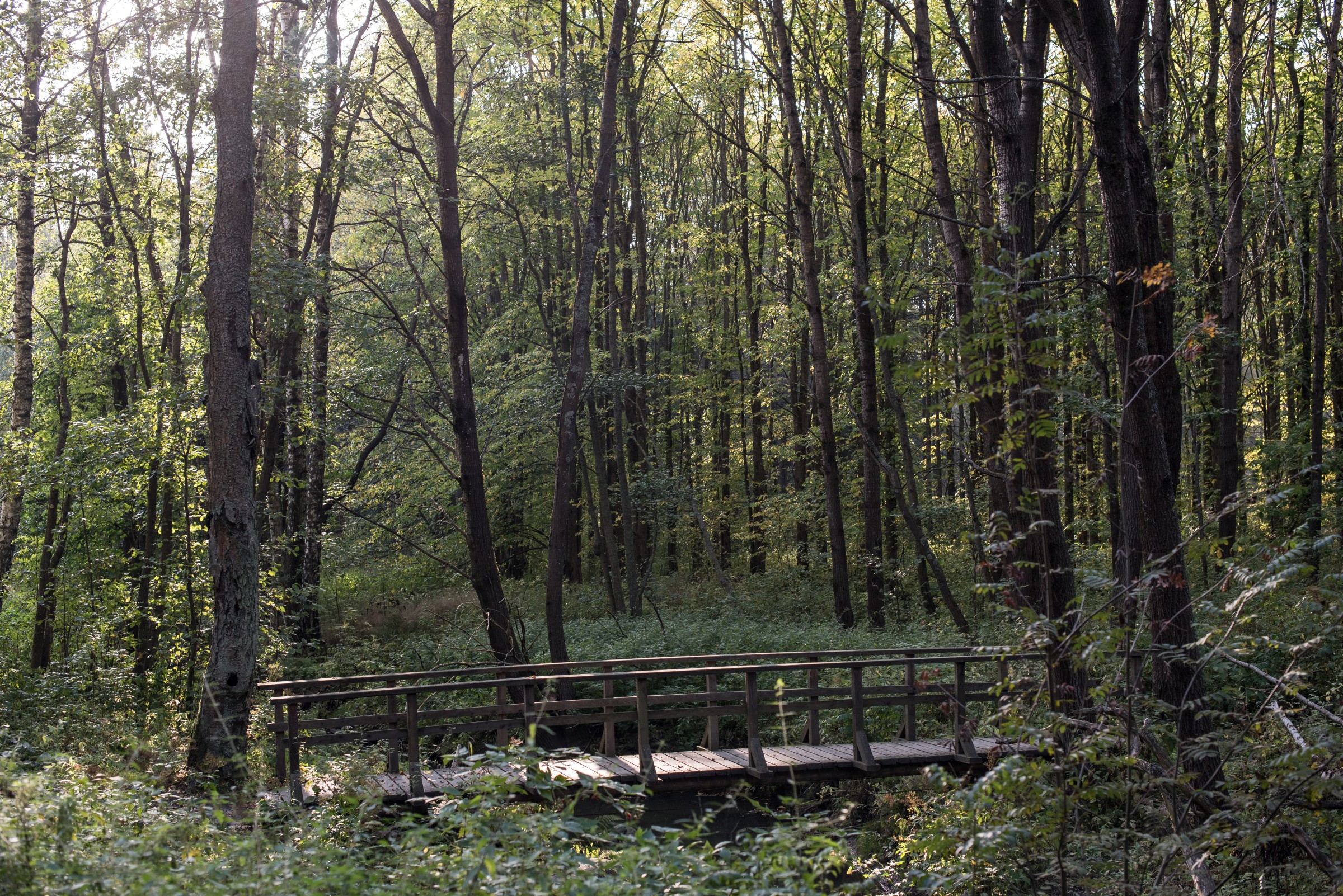 Central Park sound walk, stream