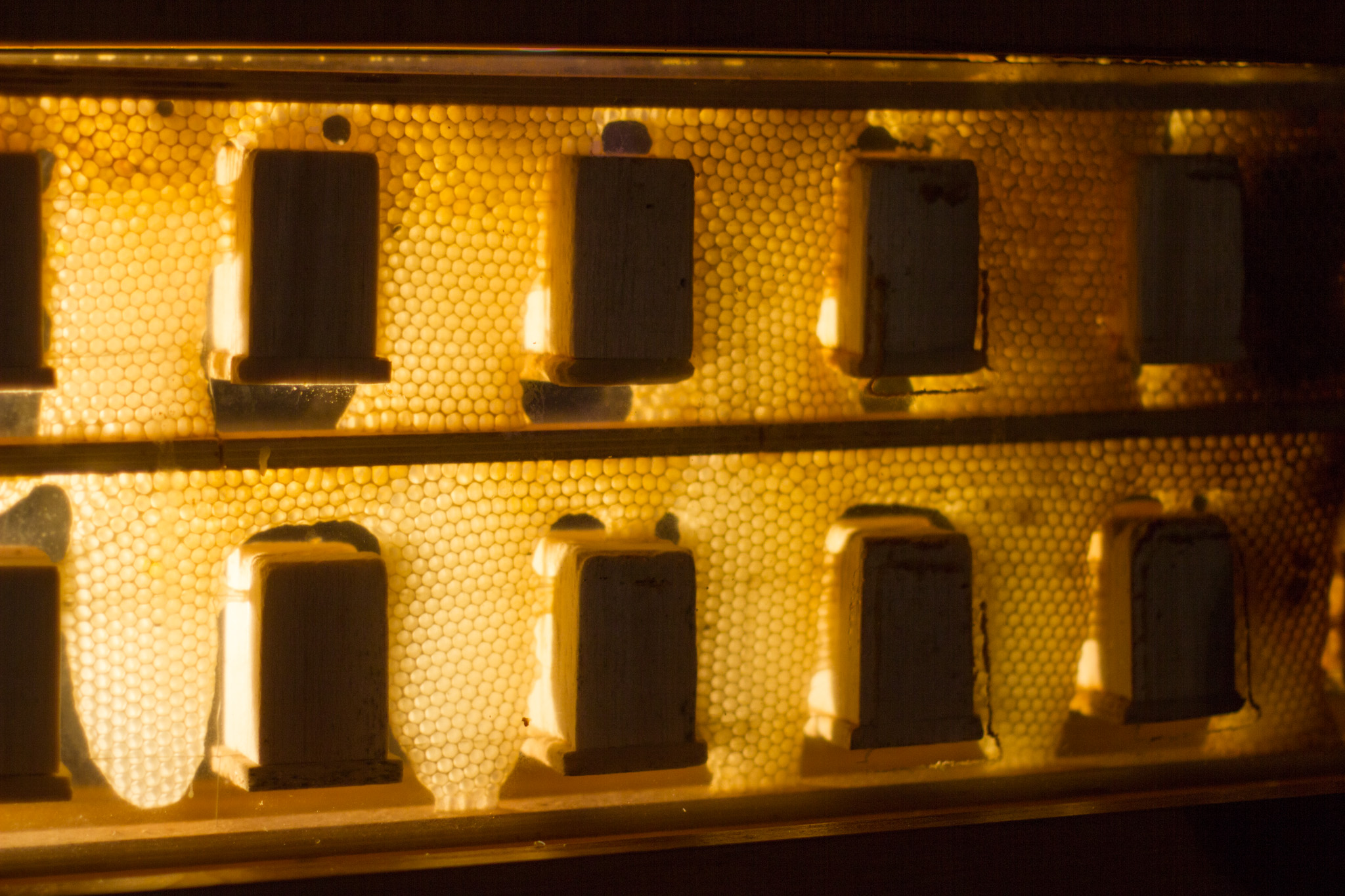 Human Beeing hive honeycomb