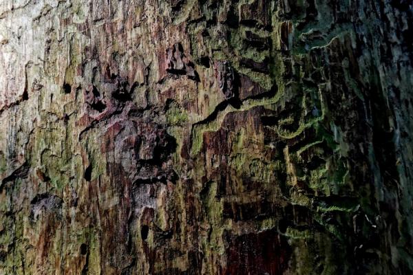 Ornamental carvings by beetles on an old spruce tree trunk